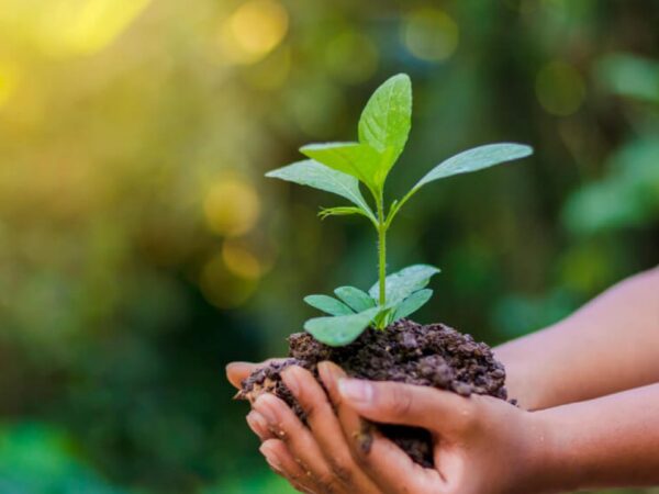 12 livros sobre meio ambiente e sustentabilidade