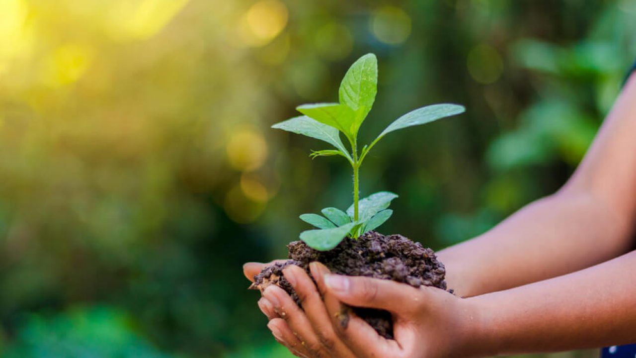 12 livros sobre meio ambiente e sustentabilidade