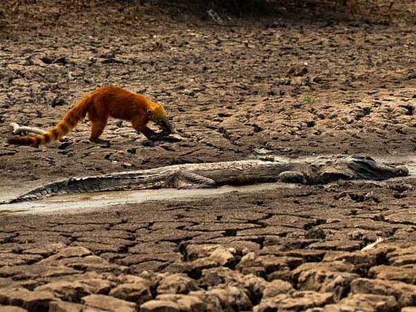 2021 é o ano mais seco no Pantanal desde 1985, com área úmida de 1,6 milhão de hectares