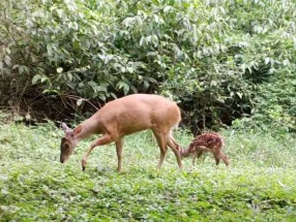 Ampliar em 2% a área protegida da Mata Atlântica ajudaria a conservar cervídeos ameaçados