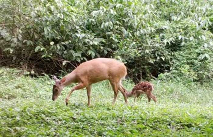 Ampliar em 2% a área protegida da Mata Atlântica ajudaria a conservar cervídeos ameaçados