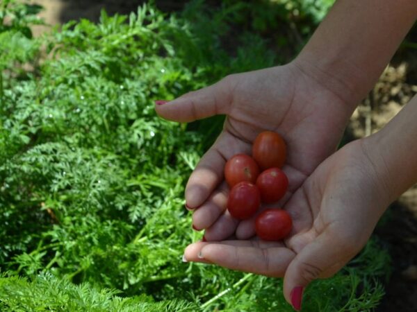 Iniciativas ampliam comercialização de alimentos agroecológicos no São Francisco