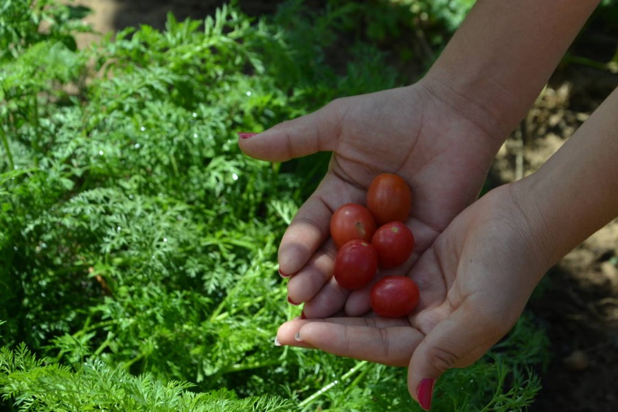 Iniciativas ampliam comercialização de alimentos agroecológicos no São Francisco