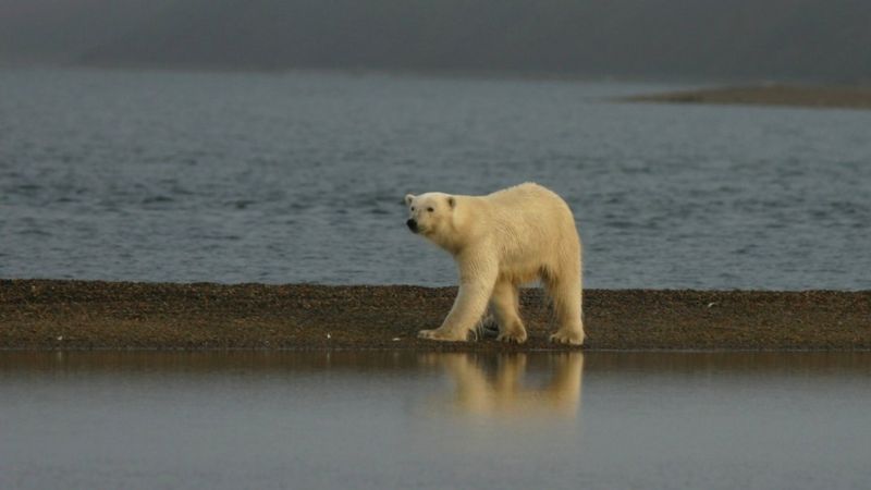 A ‘capital dos ursos polares’ que está esquentando rápido demais, o que pode levar animais à morte