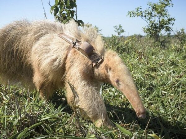 Único conhecido no planeta, tamanduá albino é encontrado no Cerrado