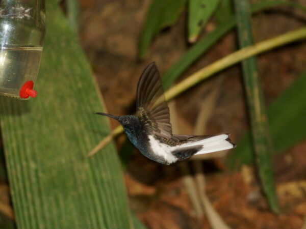 Cientistas descobrem beija-flor da mata atlântica que canta em frequência ultrassônica