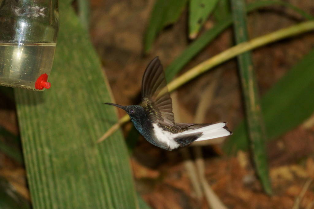 Cientistas descobrem beija-flor da mata atlântica que canta em frequência ultrassônica