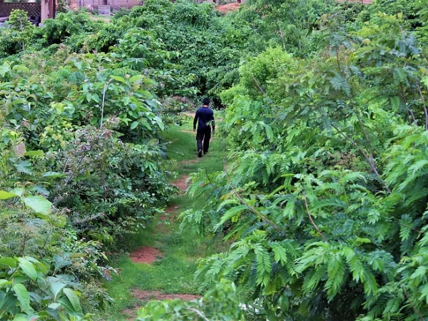 Como cultivar uma floresta de “100 anos” em 10 anos