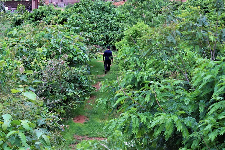 Como cultivar uma floresta de “100 anos” em 10 anos