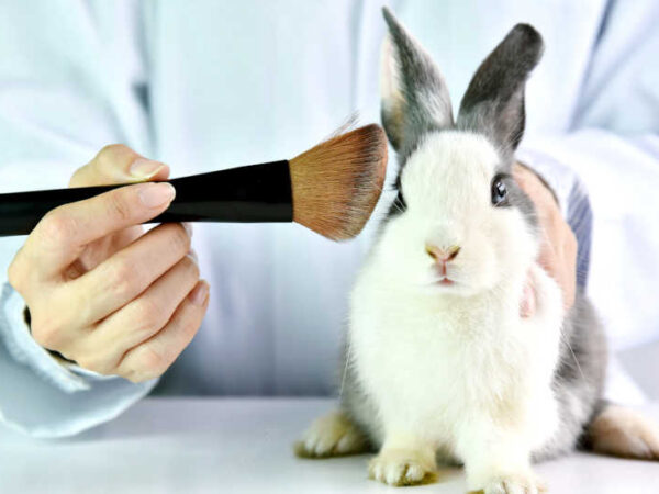 Aprovada proibição de uso de animais em testes para cosméticos no país