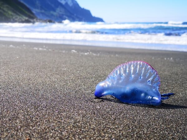 Dezenas de criaturas venenosas surgem em praia nos EUA