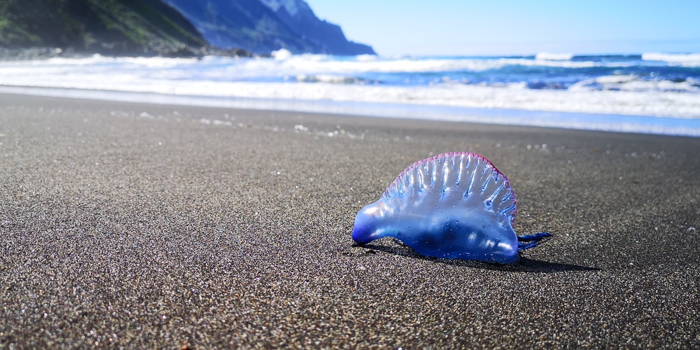 Dezenas de criaturas venenosas surgem em praia nos EUA