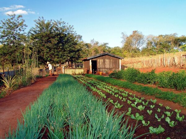 O canteiro “sem cavar” produz 20% mais vegetais do que o canteiro ao lado