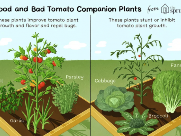 Tomates odeiam batatas – mas adoram manjericão – e outros segredos da plantação companheira