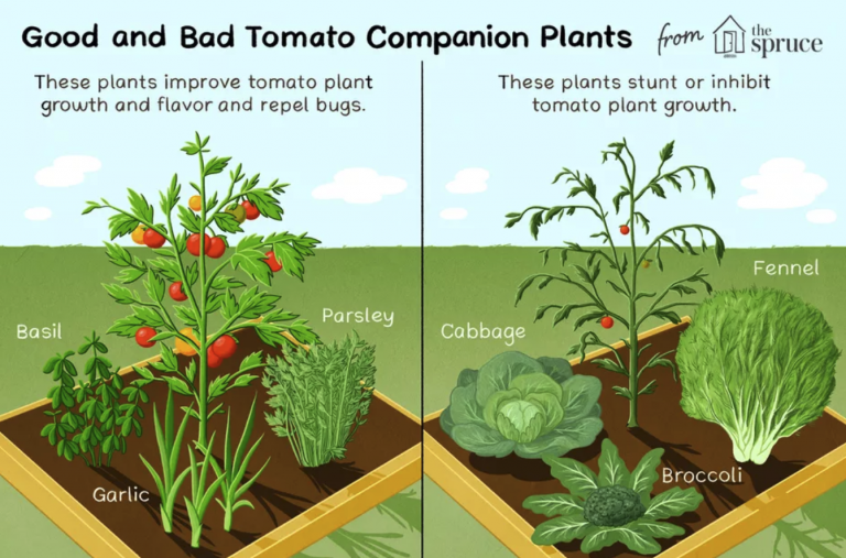 Tomates odeiam batatas – mas adoram manjericão – e outros segredos da plantação companheira