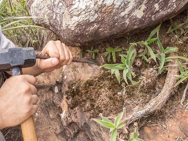 Micróbios descobertos no Brasil podem substituir agrotóxicos no futuro