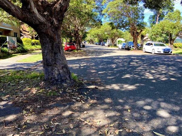 Plantar árvores na rua pode salvar vidas, mostra estudo