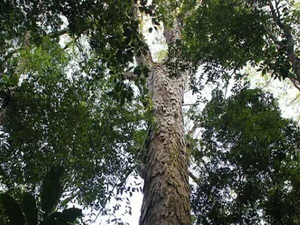 Três meses após ser encontrada, árvore mais alta da Amazônia está em risco