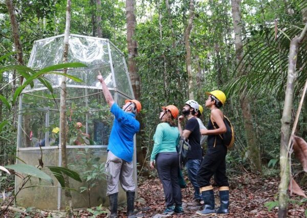 Sítio experimental em Manaus será usado para testar resiliência da floresta amazônica à mudança climática