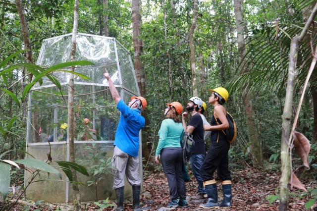 Sítio experimental em Manaus será usado para testar resiliência da floresta amazônica à mudança climática