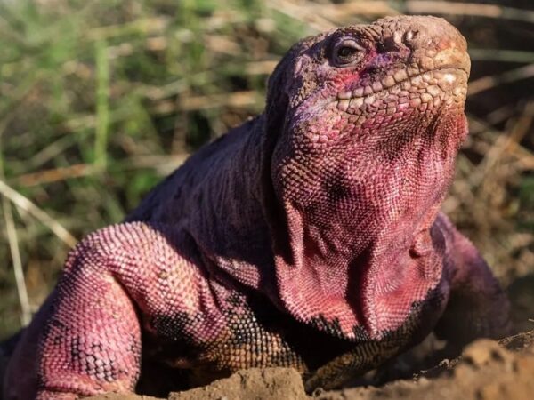 Após décadas de procura, bebês iguanas-rosa são encontrados