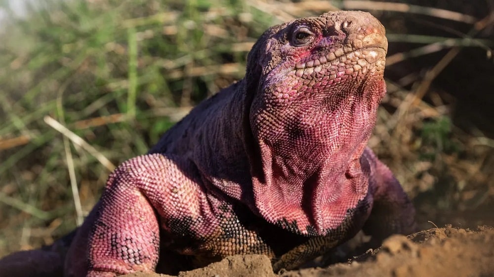 Após décadas de procura, bebês iguanas-rosa são encontrados