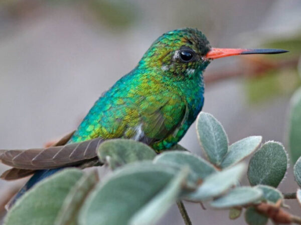 A Reserva Natural Serra das Almas é um paraíso para observadores de pássaros