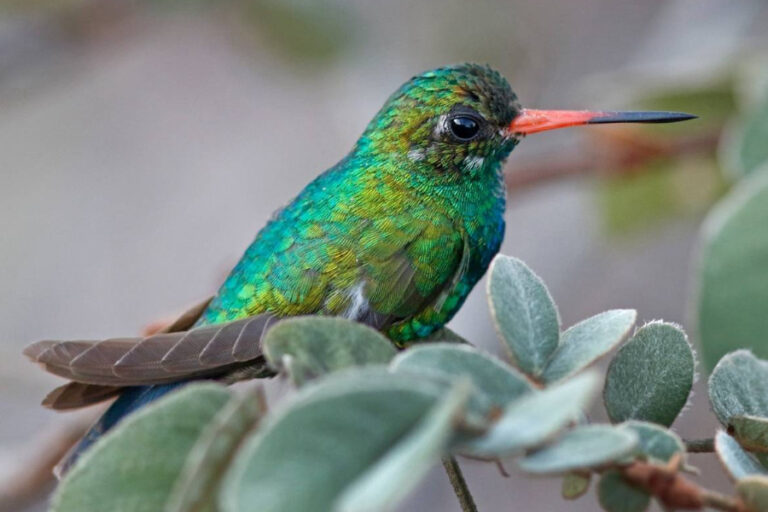 A Reserva Natural Serra das Almas é um paraíso para observadores de pássaros