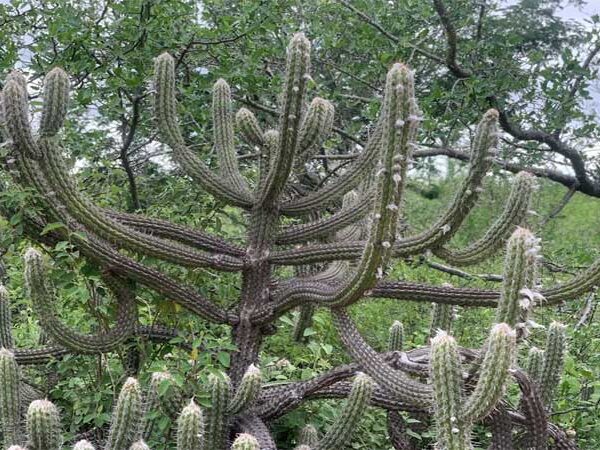 Apenas 2,65% da Caatinga de Pernambuco estão em área de preservação integral