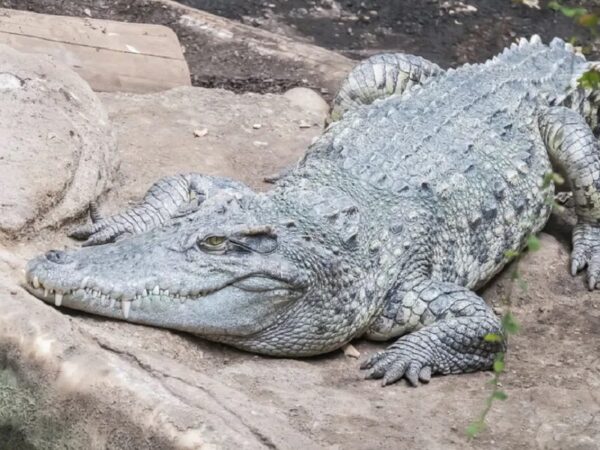 Projeto de conservação no Camboja faz crocodilos siameses reaparecerem na natureza após décadas