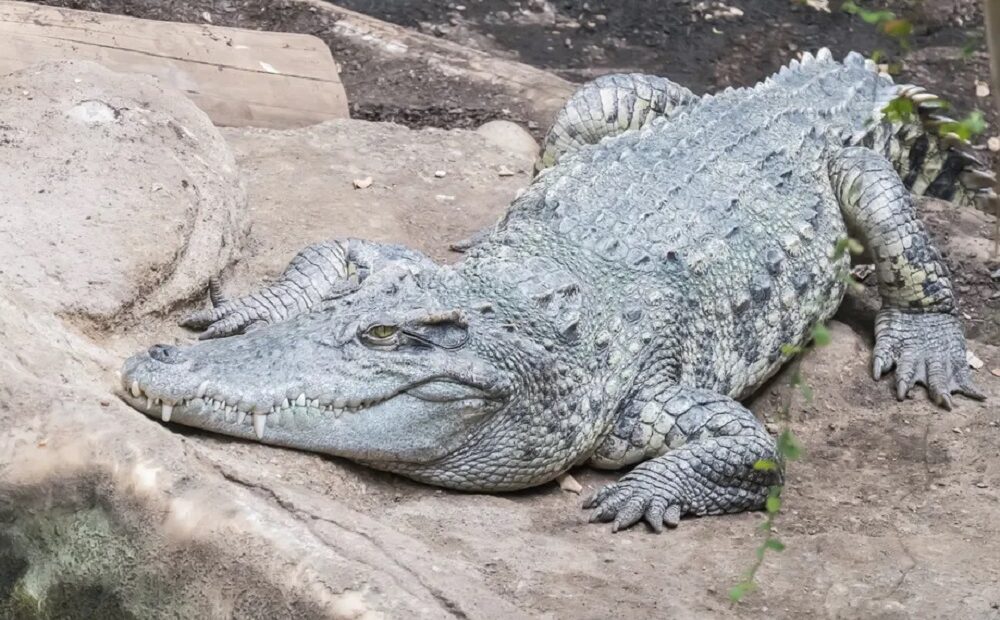 Projeto de conservação no Camboja faz crocodilos siameses reaparecerem na natureza após décadas