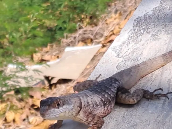 Invasão de nova espécie de lagarto a Fernando de Noronha é investigada por pesquisadores