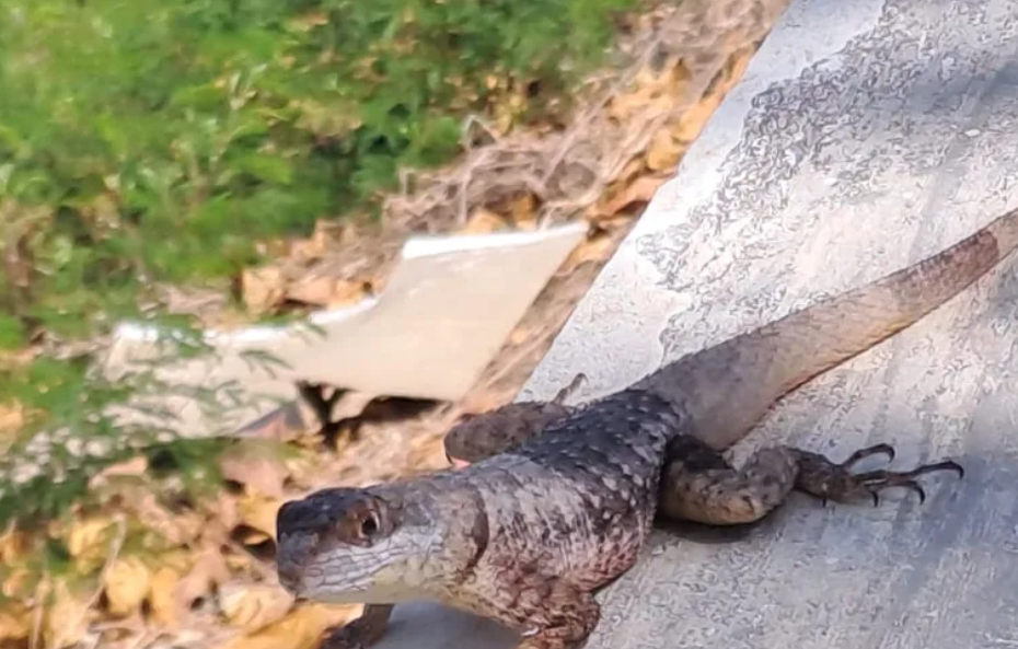 Invasão de nova espécie de lagarto a Fernando de Noronha é investigada por pesquisadores