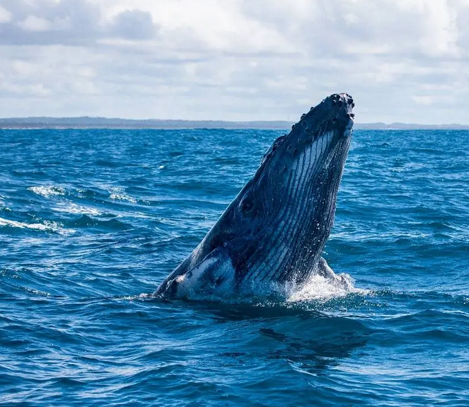 Censo registra recorde de 25 mil baleias-jubarte na costa do Brasil