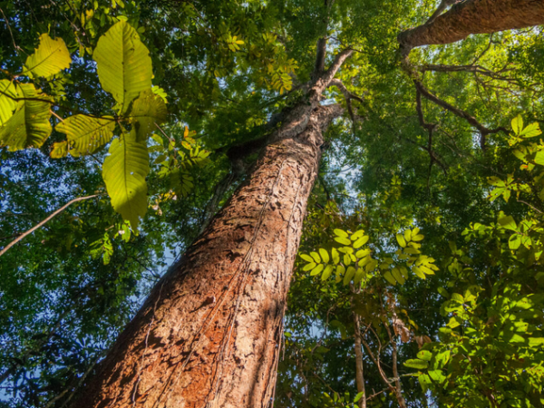 Empresa leva energia solar para aldeias indígenas da Amazônia