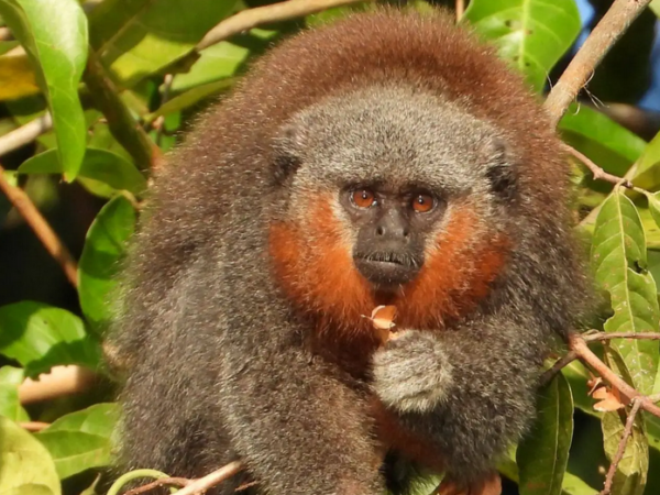 Lar cada vez menor: um macaco encurralado pelo desmatamento