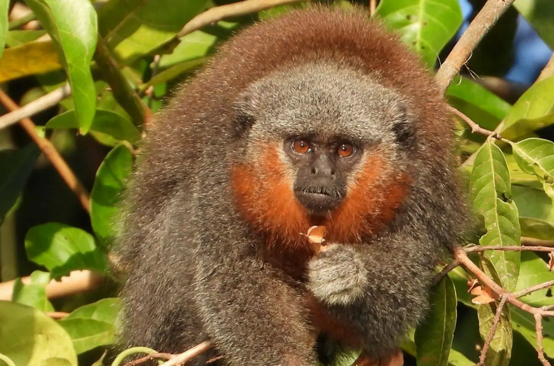 Lar cada vez menor: um macaco encurralado pelo desmatamento