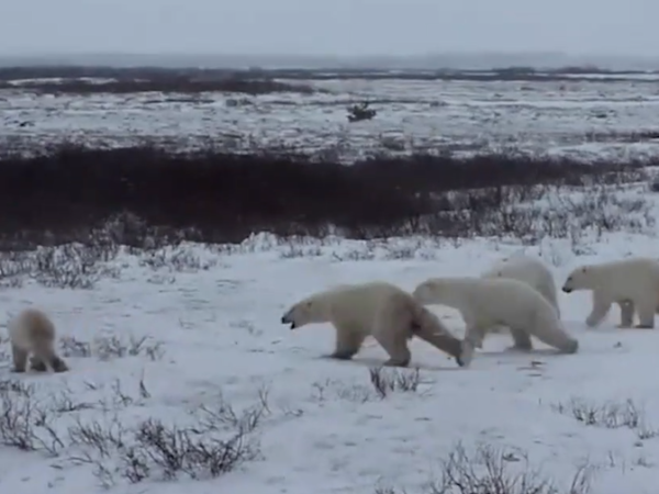 Híbrido de urso polar e pardo pode surgir devido ao aquecimento global