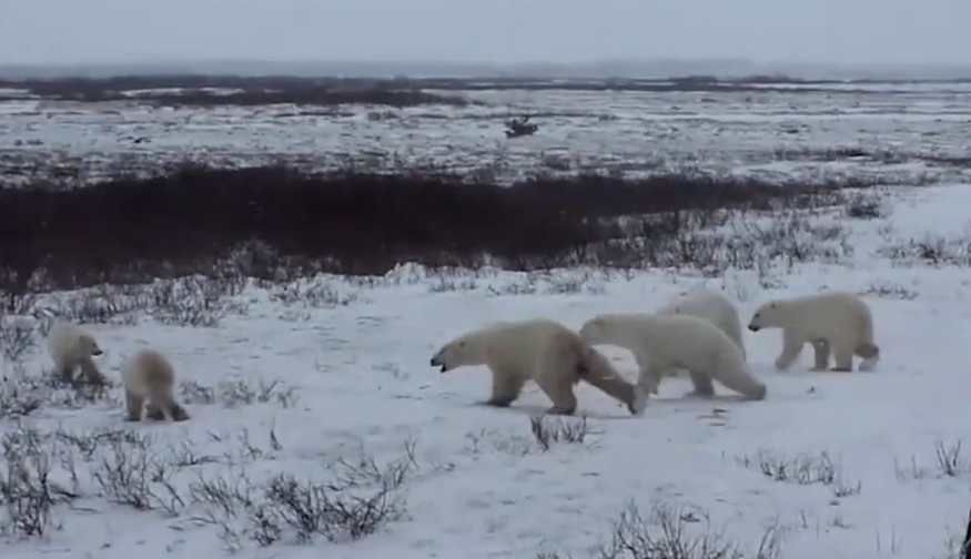 Híbrido de urso polar e pardo pode surgir devido ao aquecimento global