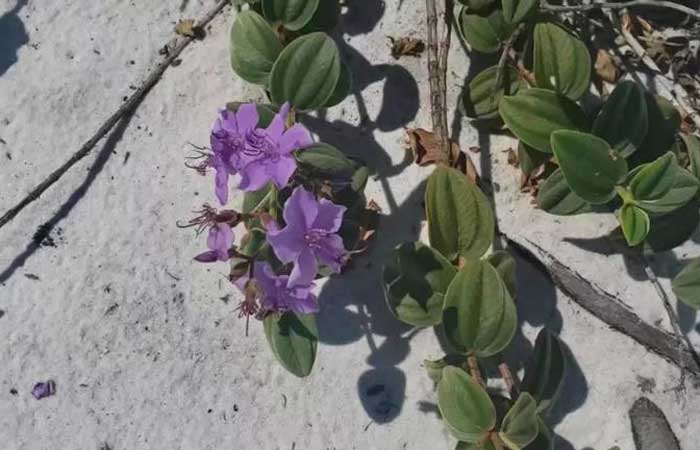 Depois de 40 anos, planta rara ressurge em dunas de Cabo Frio