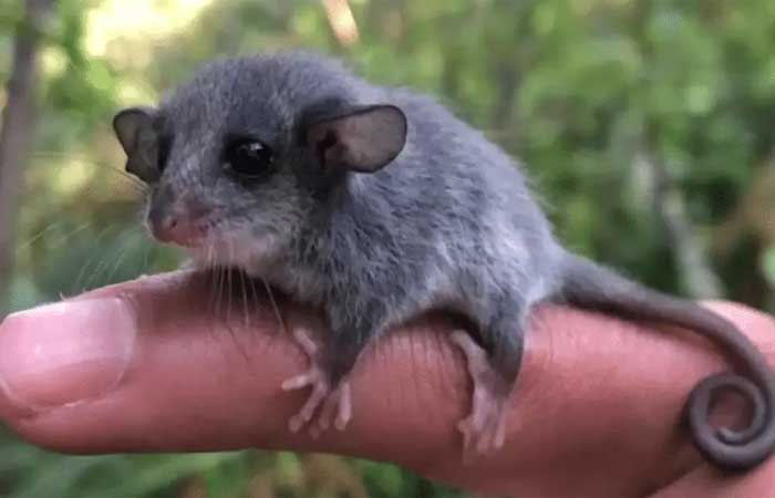 ‘Menor gambá do mundo’ é encontrado na Austrália e anima pesquisadores