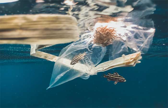 Plástico mata 1 em cada 10 animais marinhos no Brasil