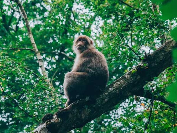 Kunming-Montreal: novo marco da biodiversidade traça perspectivas para 2030