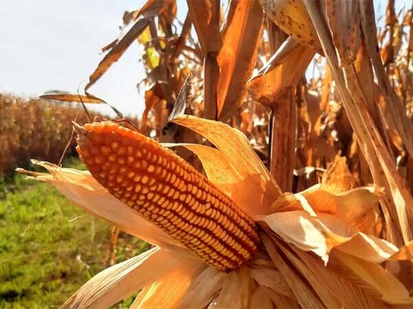 Fertilizante a base de lodo de esgoto beneficia culturas no Cerrado