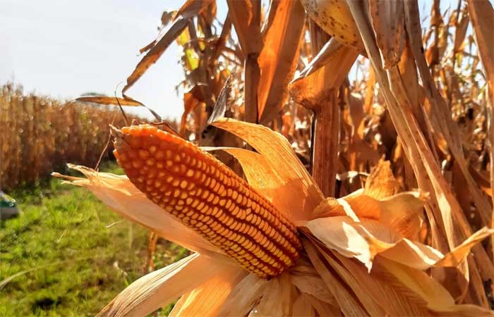 Fertilizante a base de lodo de esgoto beneficia culturas no Cerrado