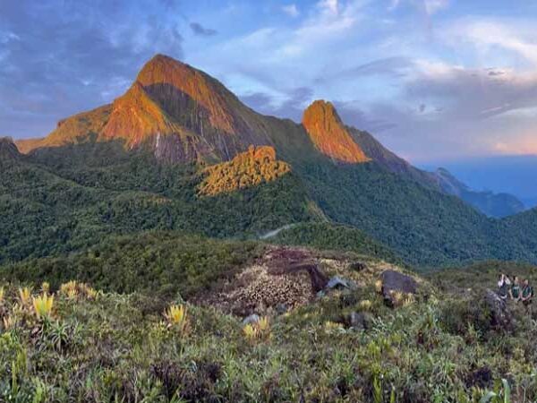 Entre sapos cantantes e bromélias gigantes: cientistas descobrem novas espécies em montanhas isoladas da Amazônia