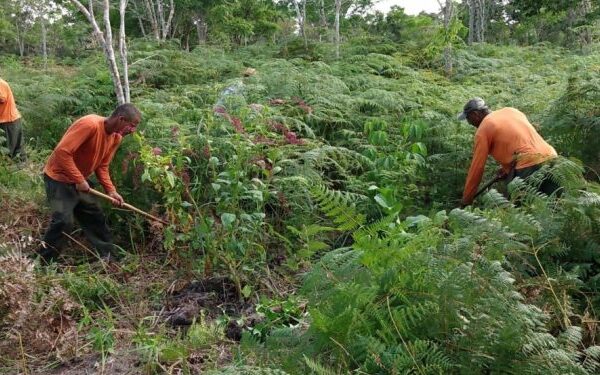 Área degradada do sul da Bahia está sendo restaurada por povo Pataxó para formar um corredor ecológico