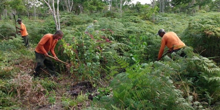 Área degradada do sul da Bahia está sendo restaurada por povo Pataxó para formar um corredor ecológico