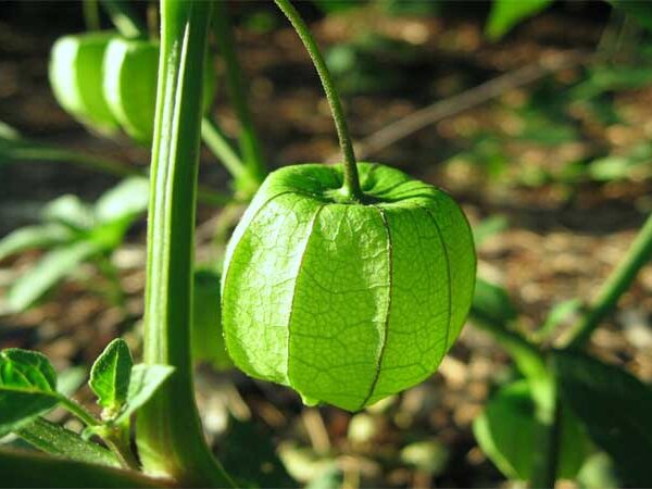 Fiocruz disponibiliza banco de dados sobre plantas medicinais