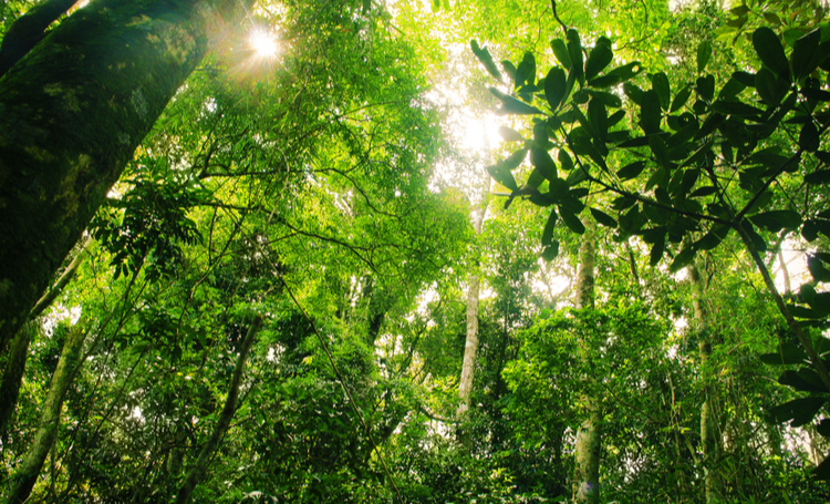 Conheça 7 árvores nativas brasileiras